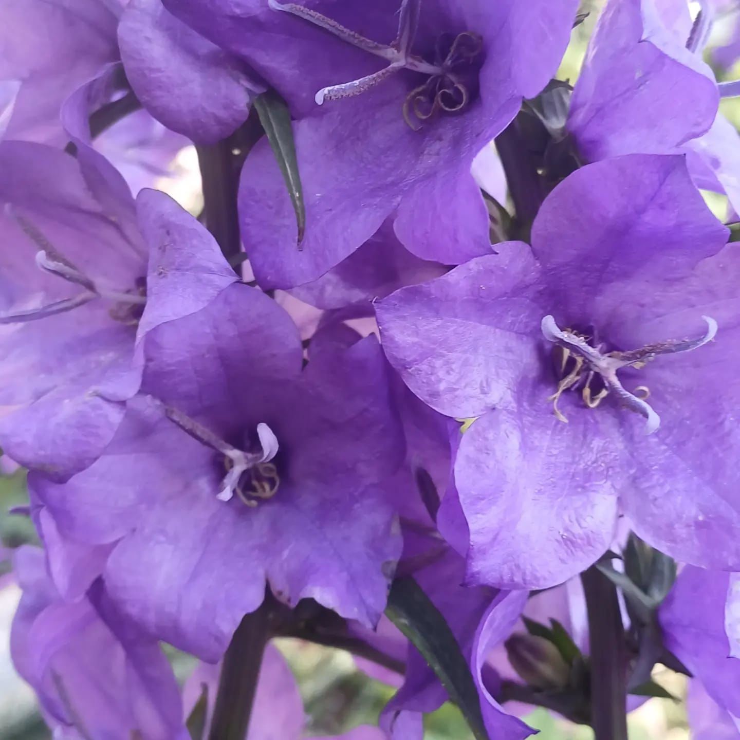 Campanula - İri Mor Çiçekli Çan Çiçeği-Büyüyen Boy