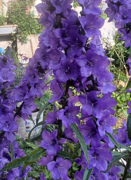 Campanula - İri Mor Çiçekli Çan Çiçeği-Büyüyen Boy