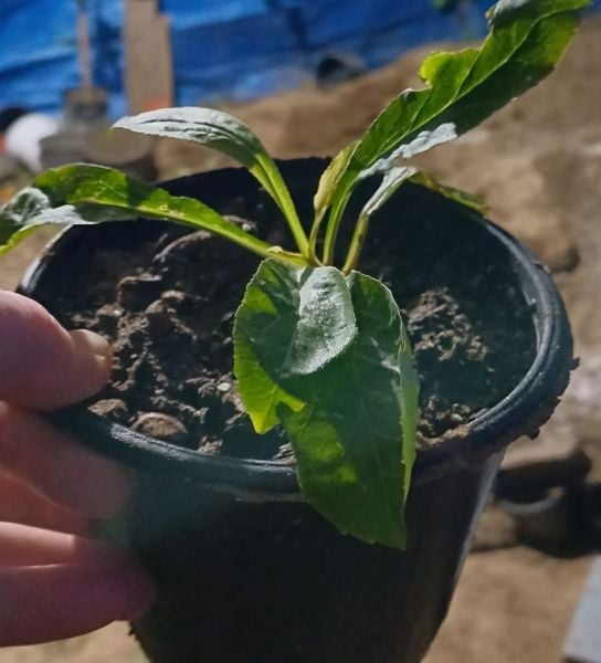 Campanula - İri Mor Çiçekli Çan Çiçeği-Büyüyen Boy