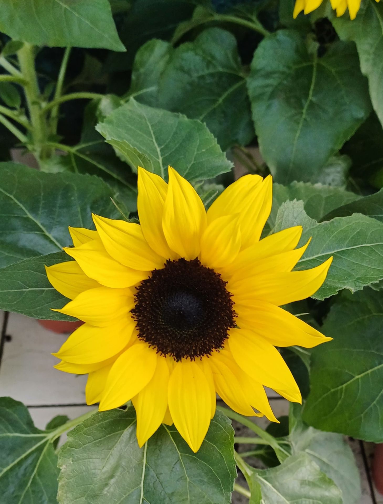 Süs Ayçiçeği Fidanı Bol Çiçekli-Baver - Helianthusannus