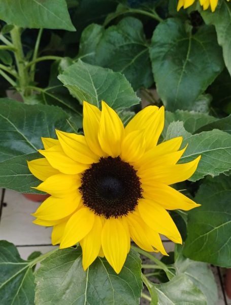 Süs Ayçiçeği Fidanı Bol Çiçekli-Baver - Helianthusannus