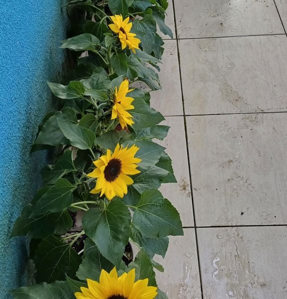 Süs Ayçiçeği Fidanı Bol Çiçekli-Baver - Helianthusannus