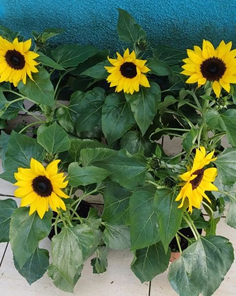 Süs Ayçiçeği Fidanı Bol Çiçekli-Baver - Helianthusannus