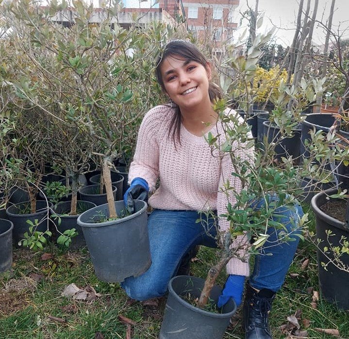 Bonsai Zeytin Fidanı 8 Yaş