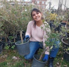 Bonsai Zeytin Fidanı 8 Yaş