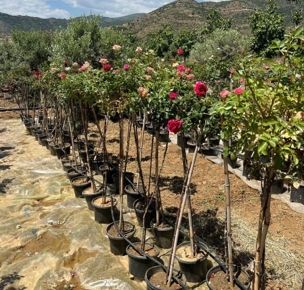 5 Yaş Aşılı Baston Gül Fidanı-150-170 cm
