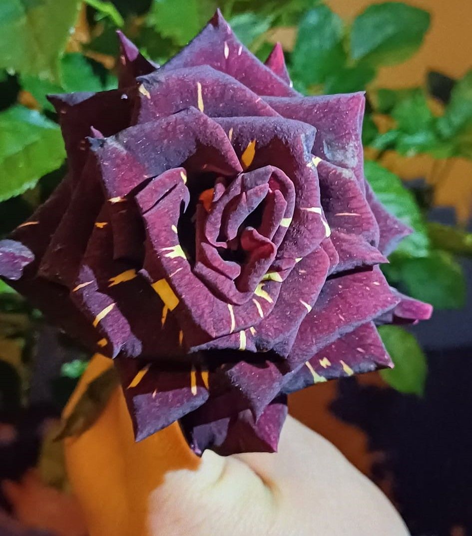 5 Yaş Aşılı Baston Gül Fidanı-150-170 cm