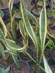 Sansevieria Trifasciata (Paşa Kılıcı, Peygamber Kılıcı)