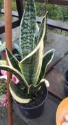 Sansevieria Trifasciata (Paşa Kılıcı, Peygamber Kılıcı)