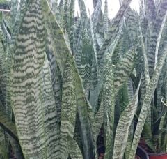 Sansevieria Trifasciata (Paşa Kılıcı, Peygamber Kılıcı)