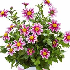 Pembe Prenses Bidens Fidesi Pink Princess