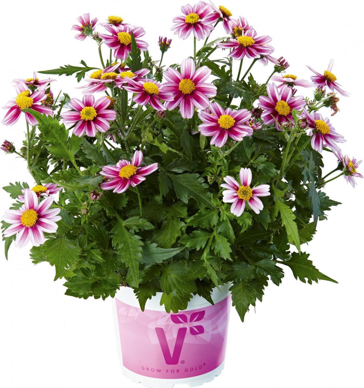 Pembe Prenses Bidens Fidesi Pink Princess