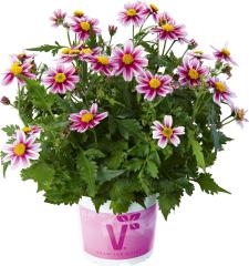 Pembe Prenses Bidens Fidesi Pink Princess