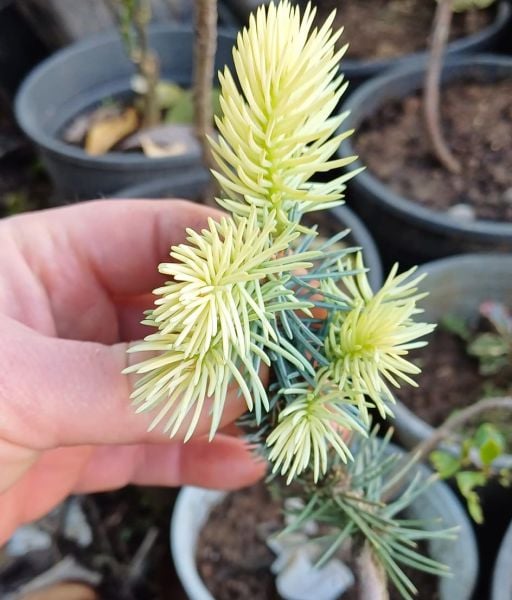 Picea pungens 'Bialobok' (Colorado Spruce) 20-30 cm