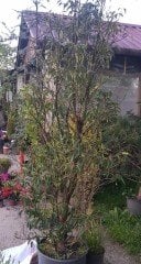 Eugenia Caryophyllata (Karanfil Meyvesi Ağacı) 280-300 cm-Üzeri Çiçekli