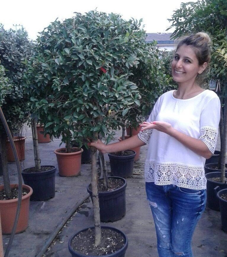 Eugenia Caryophyllata (Karanfil Meyvesi Ağacı) 280-300 cm-Üzeri Çiçekli