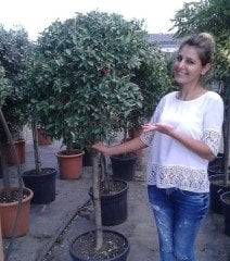 Eugenia Caryophyllata (Karanfil Meyvesi Ağacı) 280-300 cm-Üzeri Çiçekli