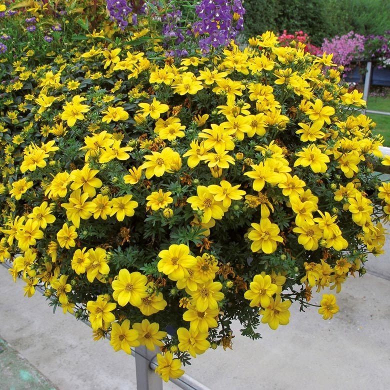 Yarı Katlı Sarkan Bidens Fidesi Port Royal