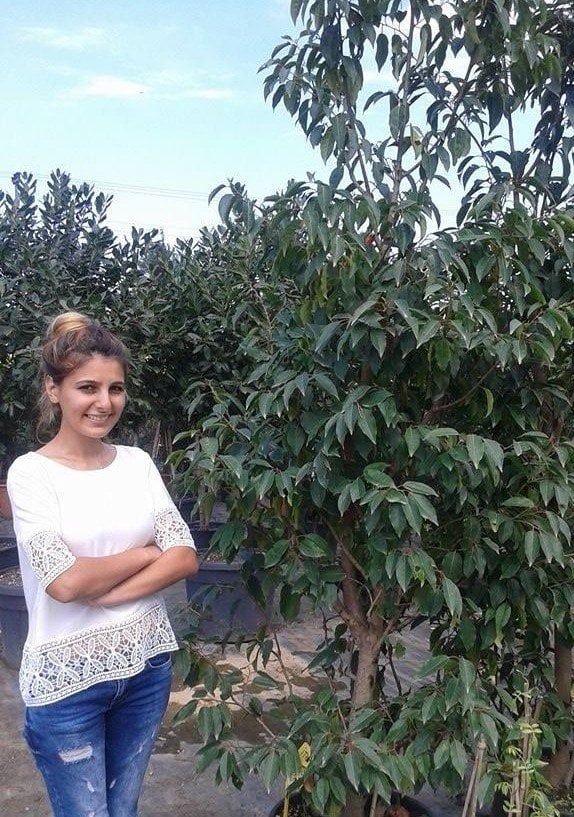 Prunus lusitanica (Kiraz Defne Ağacı) 200 cm-Meyve verir Halde