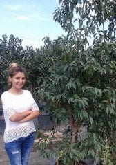 Prunus lusitanica (Kiraz Defne Ağacı) 200 cm-Meyve verir Halde