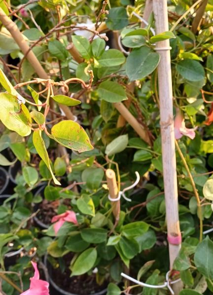 Sandavilla - Sarmaşık Çiçeği Beyaz veya Kırmız renk 50-60cm