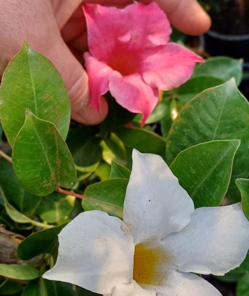 Sandavilla - Sarmaşık Çiçeği Beyaz veya Kırmız renk 30 cm