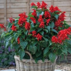 Dev Kırmızı Çiçekli Salvia Gigantimo Fidesi Red