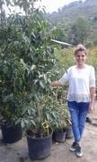 Prunus lusitanica (Kiraz Defne Ağacı) 200 cm-Meyve verir Halde