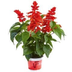 Dev Kırmızı Çiçekli Salvia Gigantimo Fidesi Red