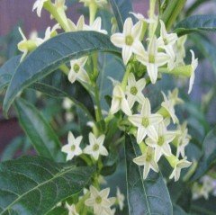 Limon Kokulu Melissa Fidanı 20-25 cm