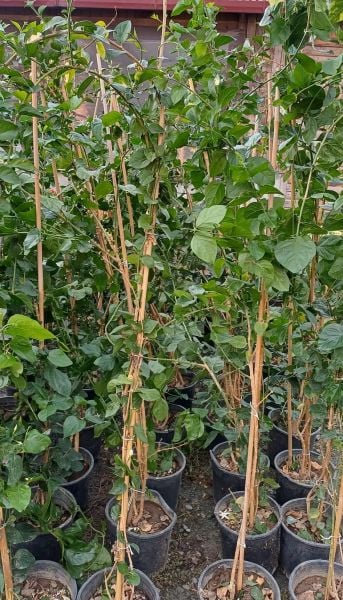 Jasminum Sambac Maid of Orleans Ful Yasemin fidanı 170-200 cm