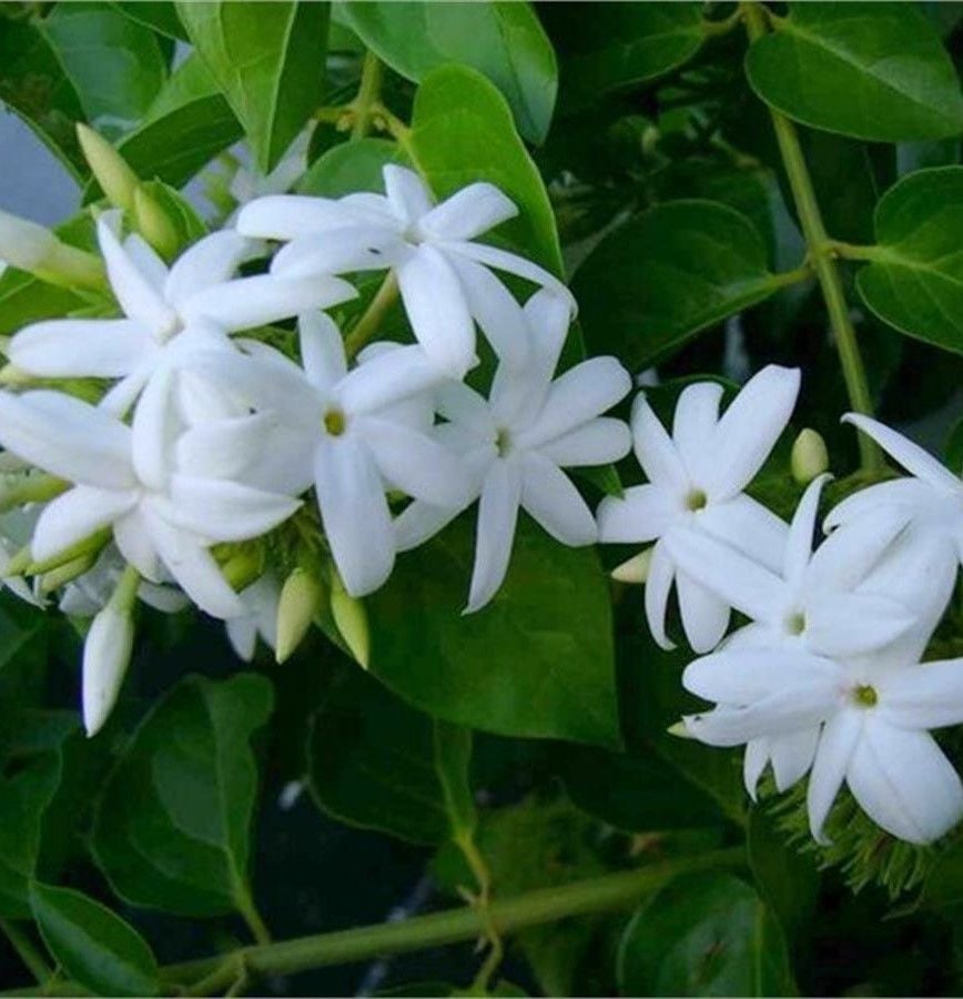 Jasminum Sambac Maid of Orleans Ful Yasemin fidanı 170-200 cm