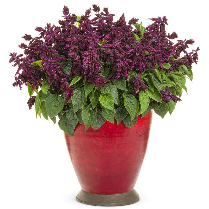 Dev Mor Çiçekli Salvia Gigantimo Fidesi Purple