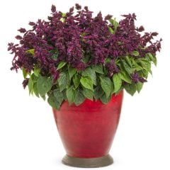 Dev Mor Çiçekli Salvia Gigantimo Fidesi Purple