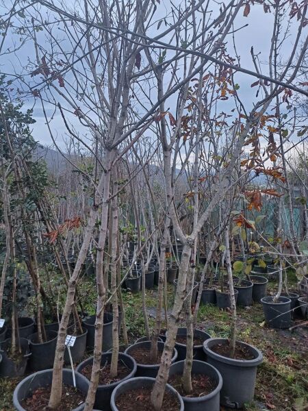 At kestanesi 250-280 cm (Beyaz Çiçekli)-Gövde Çevresi 16-18 cm