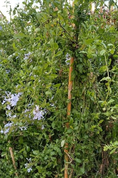Plumbago Blue Jasmine Mavi Yasemin Fidesi 200-250 cm-Bol Çiçekli