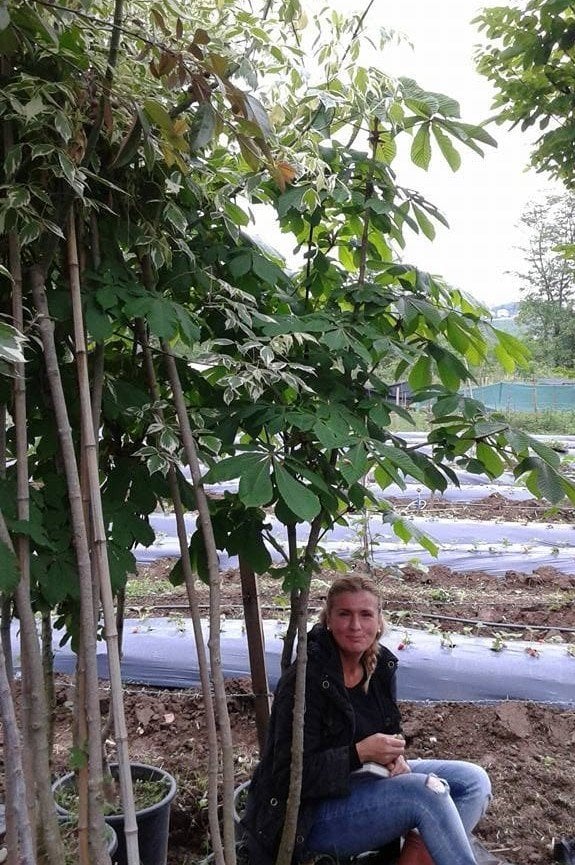 At kestanesi 250-280 cm (Beyaz Çiçekli)-Gövde Çevresi 16-18 cm