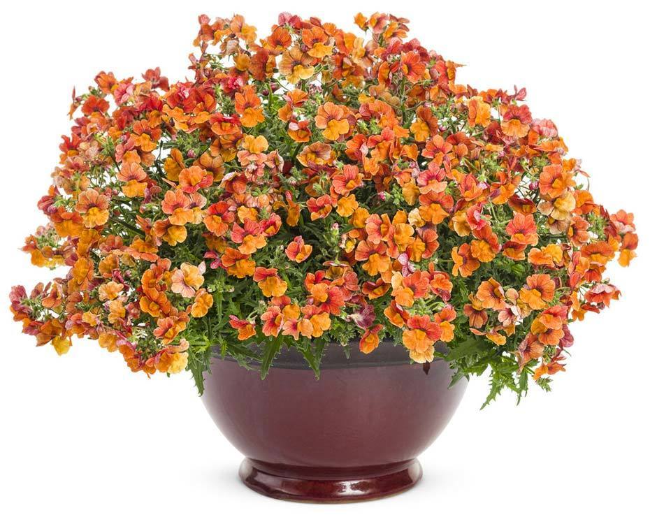 Nemezya Çiçeği Fidesi Nemesia Copper Çift Renkli