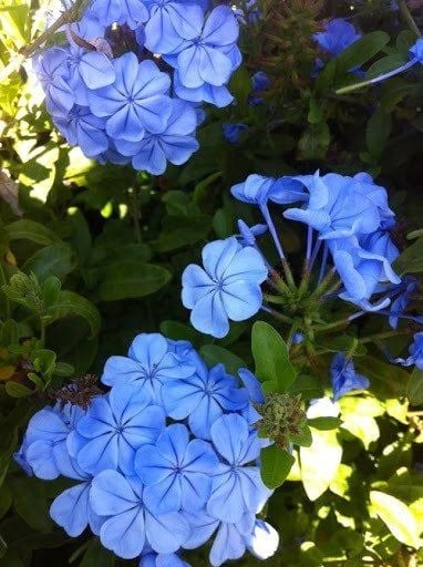 Plumbago Blue Jasmine Mavi Yasemin Fidesi 200-250 cm-Bol Çiçekli