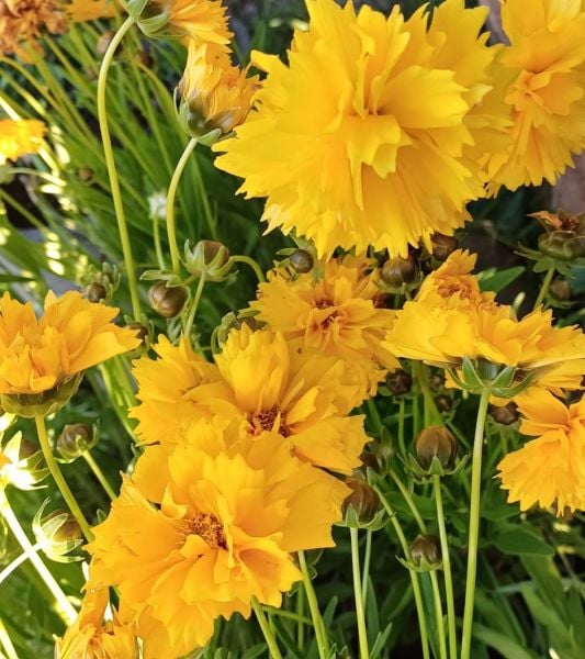 Coreopsis Grandiflora Early Sunrise Sarı Kız Gözü Fidanı