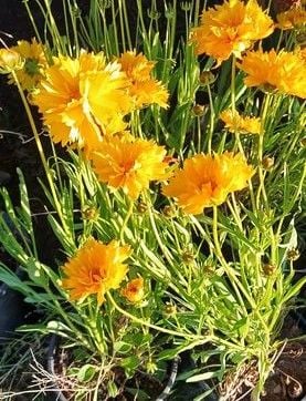 Coreopsis Grandiflora Early Sunrise Sarı Kız Gözü Fidanı