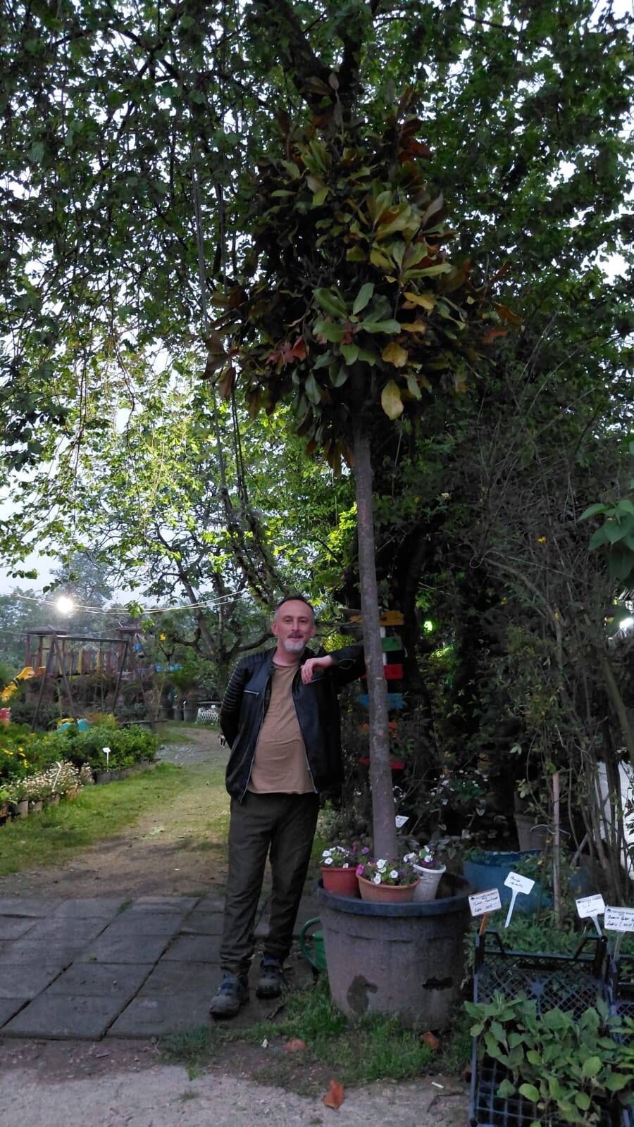 Manolya Fidanı ( Beyaz Çiçekli ) Boy 400 cm-Gövde Çevresi 30-40 cm