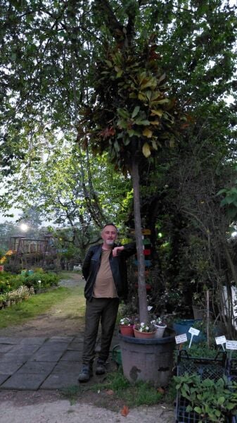 Manolya Fidanı ( Beyaz Çiçekli ) Boy 400 cm-Gövde Çevresi 30-40 cm