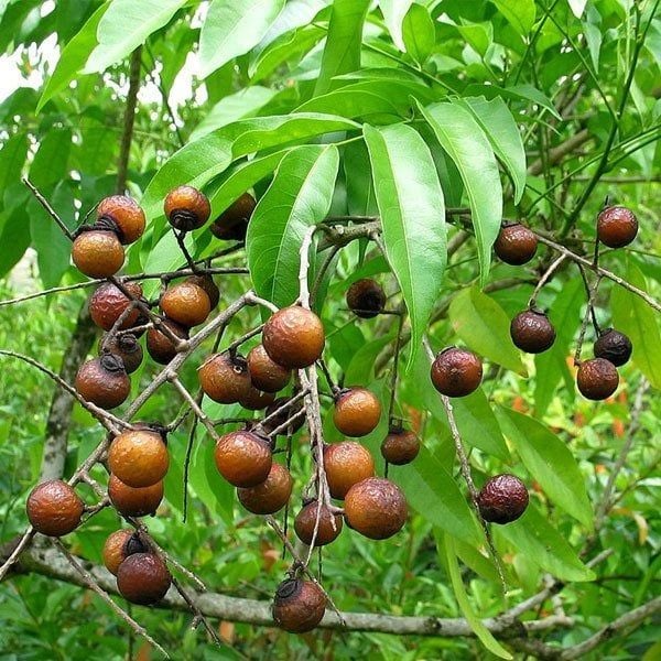 Sabun Cevizi (Sapindus Mukorossi) Fidanı 7 Yaş- Boy 250-300 cm
