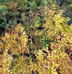 Nandina Domestica Firepower Bodur Cennet Bambusu, Saksıda
