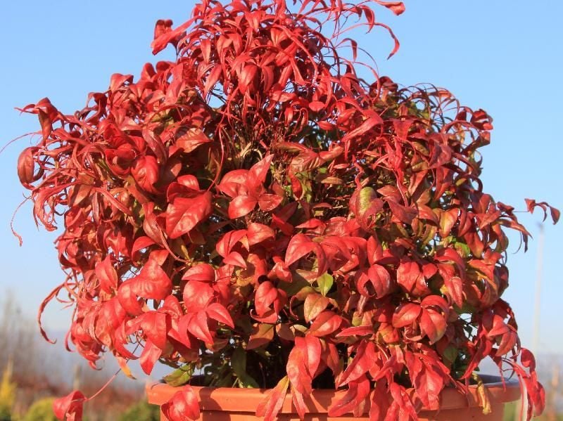 Nandina Domestica Firepower Bodur Cennet Bambusu, Saksıda