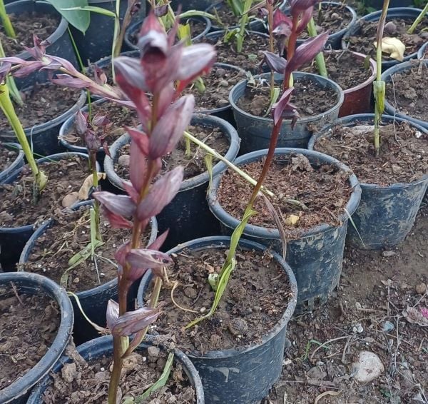 2 Adet Salep Fidesi Orkide Orchis-Saksılı-Canlı Bitki