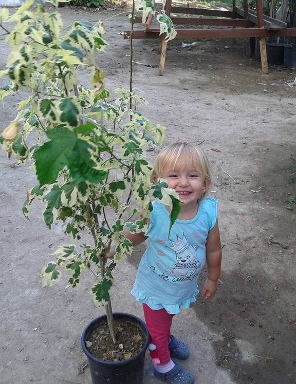 Abutulion) ( Alaca Yapraklı-Turuncu Çiçekli) 150 cm