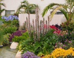 Acanthus Mollis Ayı Pençesi Fidesi