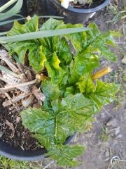 Acanthus Mollis Ayı Pençesi Fidesi